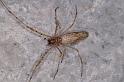 Tetragnatha_ZZ552_D7065_Z_90_Camping at Hopi hollow_Australie